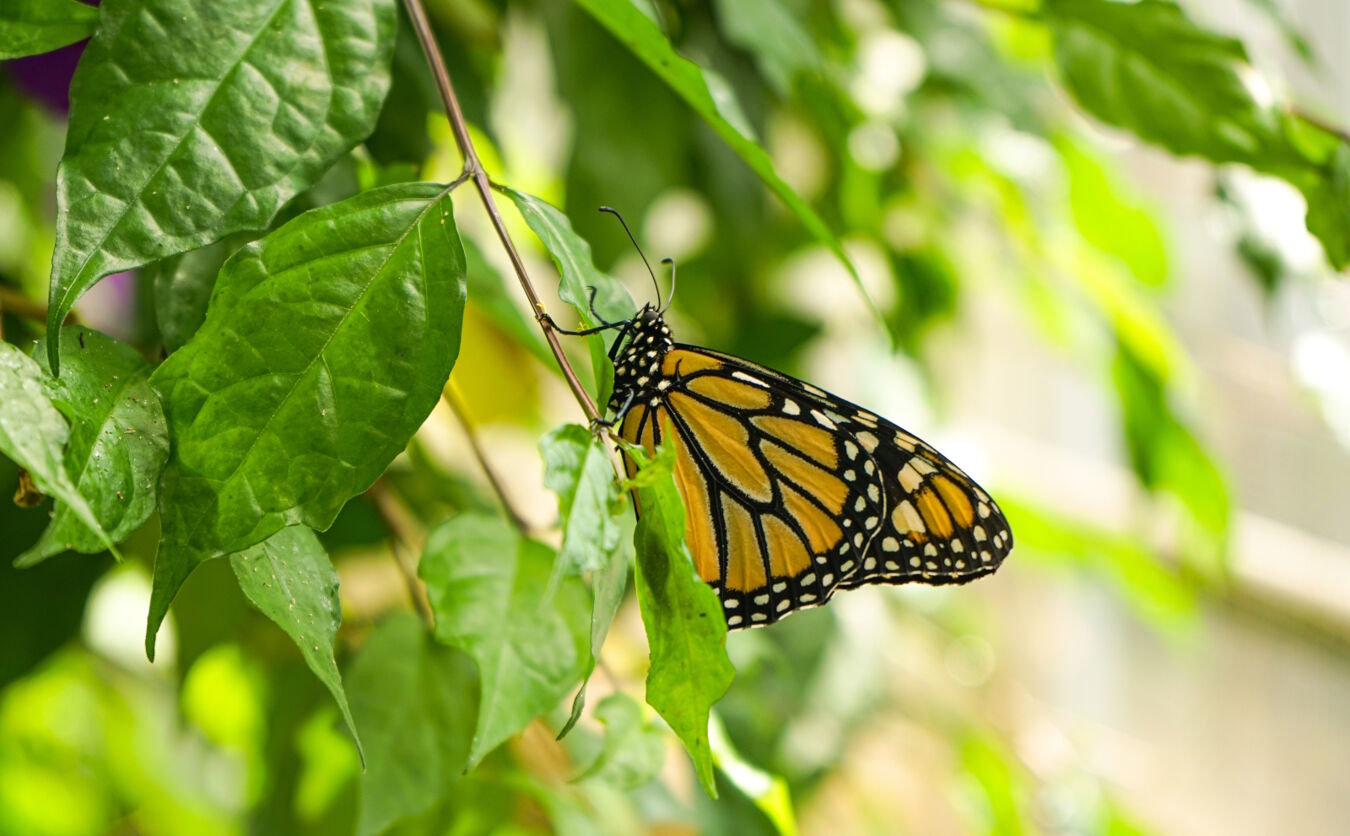 Schmetterling im Botanischen Garten der Universität Leipzig