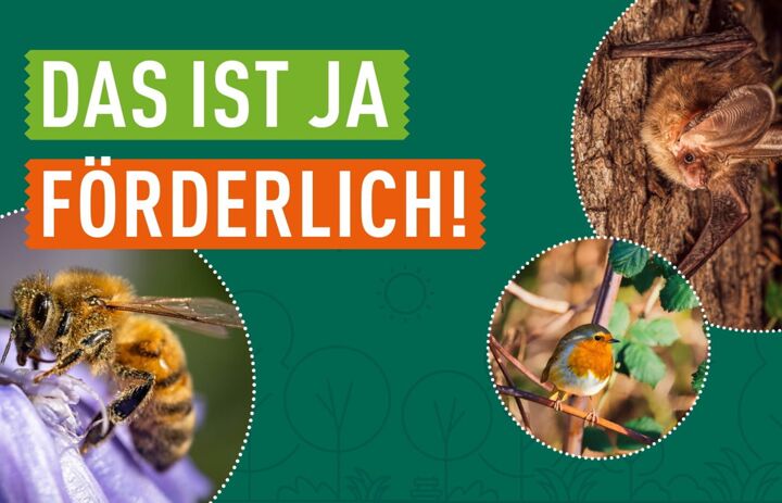 Eine Biene, Rotkehlchen, Fledermaus auf grünem Hintergrund. - Link: Antragsverfahren für die Förderrichtlinie der LaNU