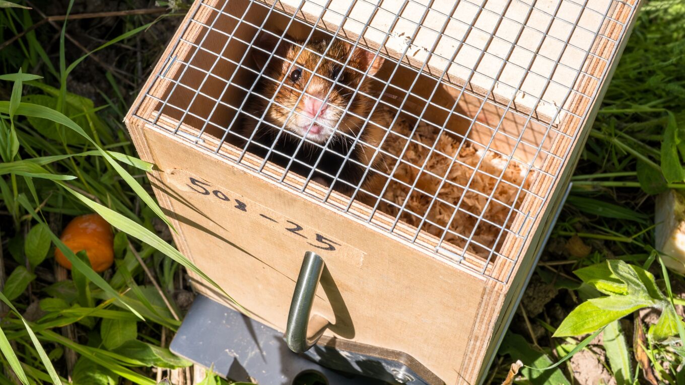 Feldhamster in der Transportbox kurz vor der Auswilderung