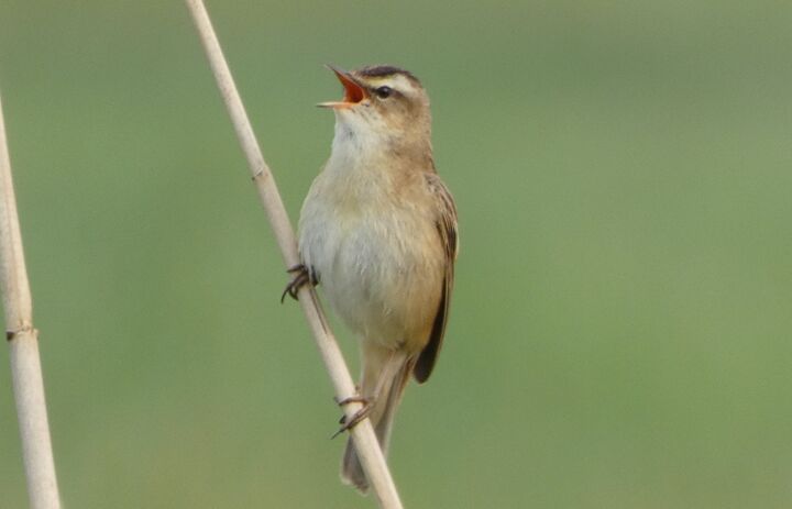 Link: Artenkenntnis Ornithologie