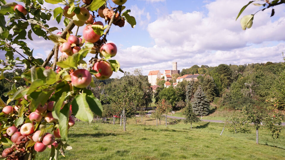 Blick über die Streuobstwiese auf Burg Gnandstein.