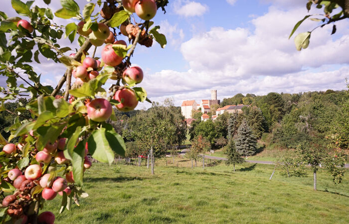 Foto der Streuobstwiese Gnandstein. Ein Zaun umgibt eine grüne Wiese im hochstämmigen Bäumen im Hintergrund.