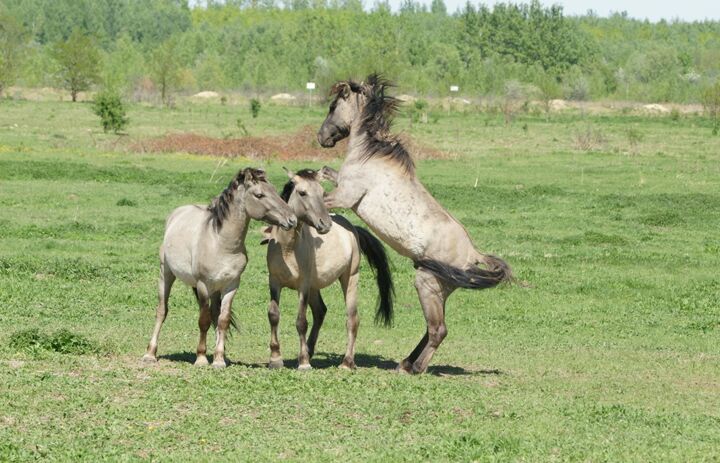 Konik-Wildpferde auf einer Grünfläche der LaNU-eigenen Fläche Deutzen Bergbaufolgelandschaft