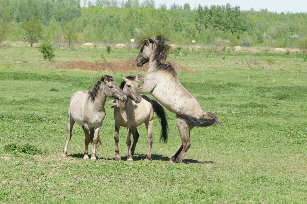 Konik-Wildpferde