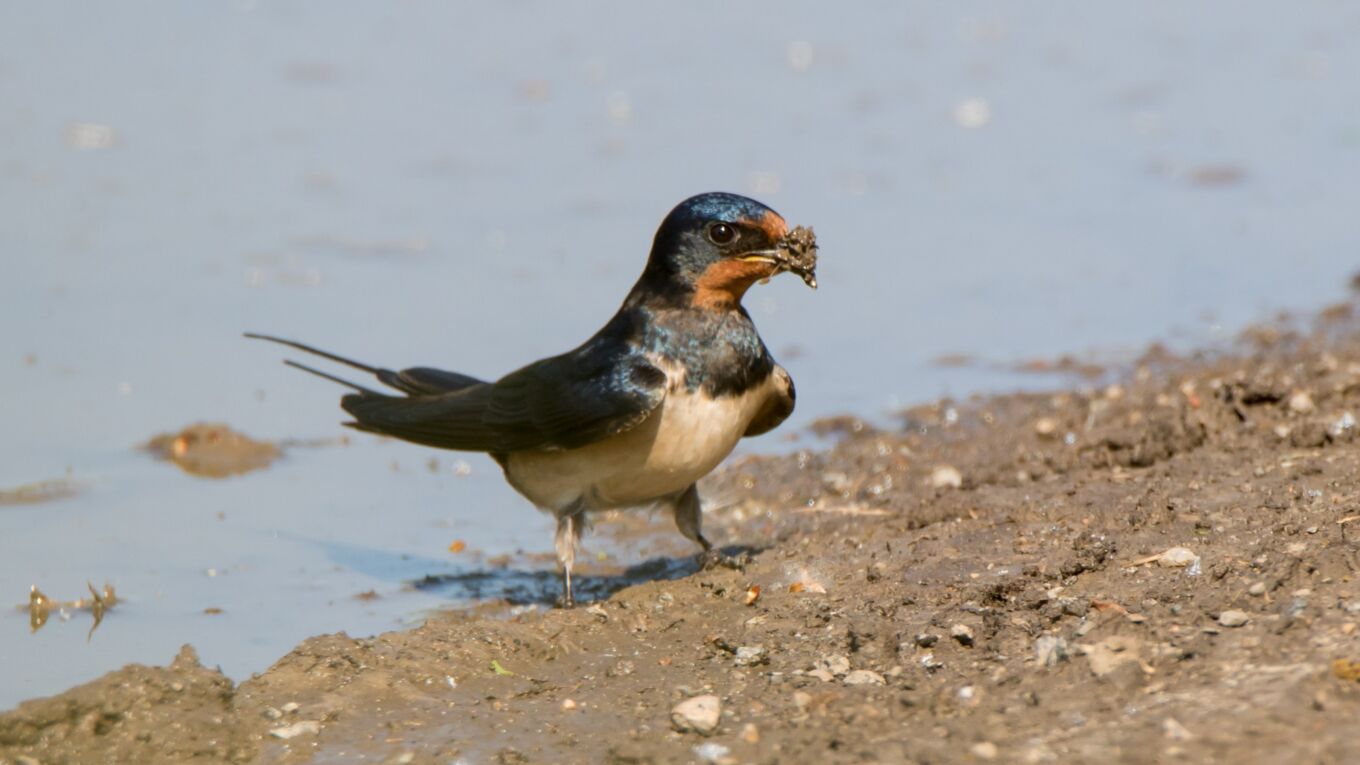 Altvogel der Rauchschwalbe an Wasserstelle bei der Aufnahme von Nistmaterial Quelle: baerbels-naturfotos.de
