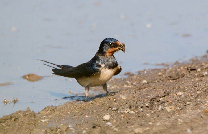 Altvogel der Rauchschwalbe an Wasserstelle bei der Aufnahme von Nistmaterial Quelle: baerbels-naturfotos.de - Link: Auch unsere gefiederten Freunde leiden bei der Hitze