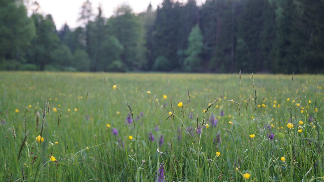 Artenreiche Wiese Artenreiche Wiese im Vogtland
