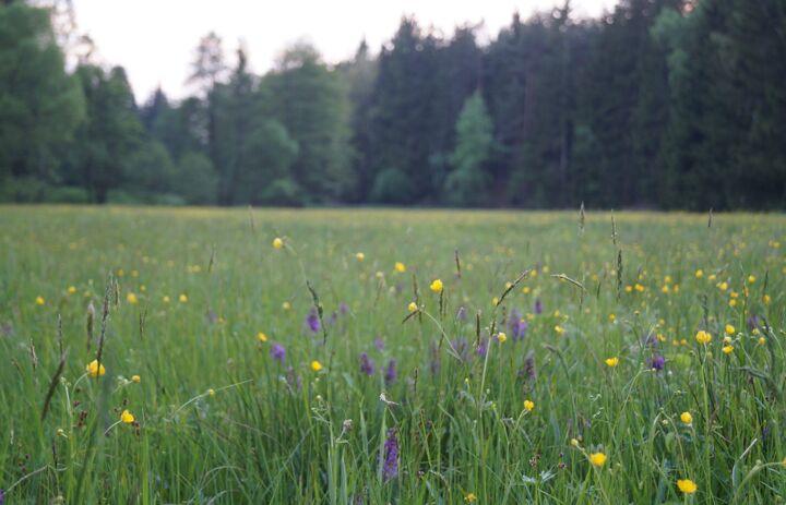 Artenreiche Wiese im Vogtland - Link: Kiebitz, Rebhuhn und Haubenlerche sollen auch zukünftig in Sachsen leben 