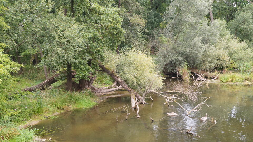 Blick auf das Flussufer.