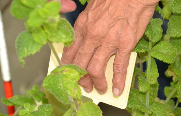 Beschilderung in Brailleschrift im Botanischen Blindengarten Radeberg,
Foto: Botanischer Blindengarten Radeberg
