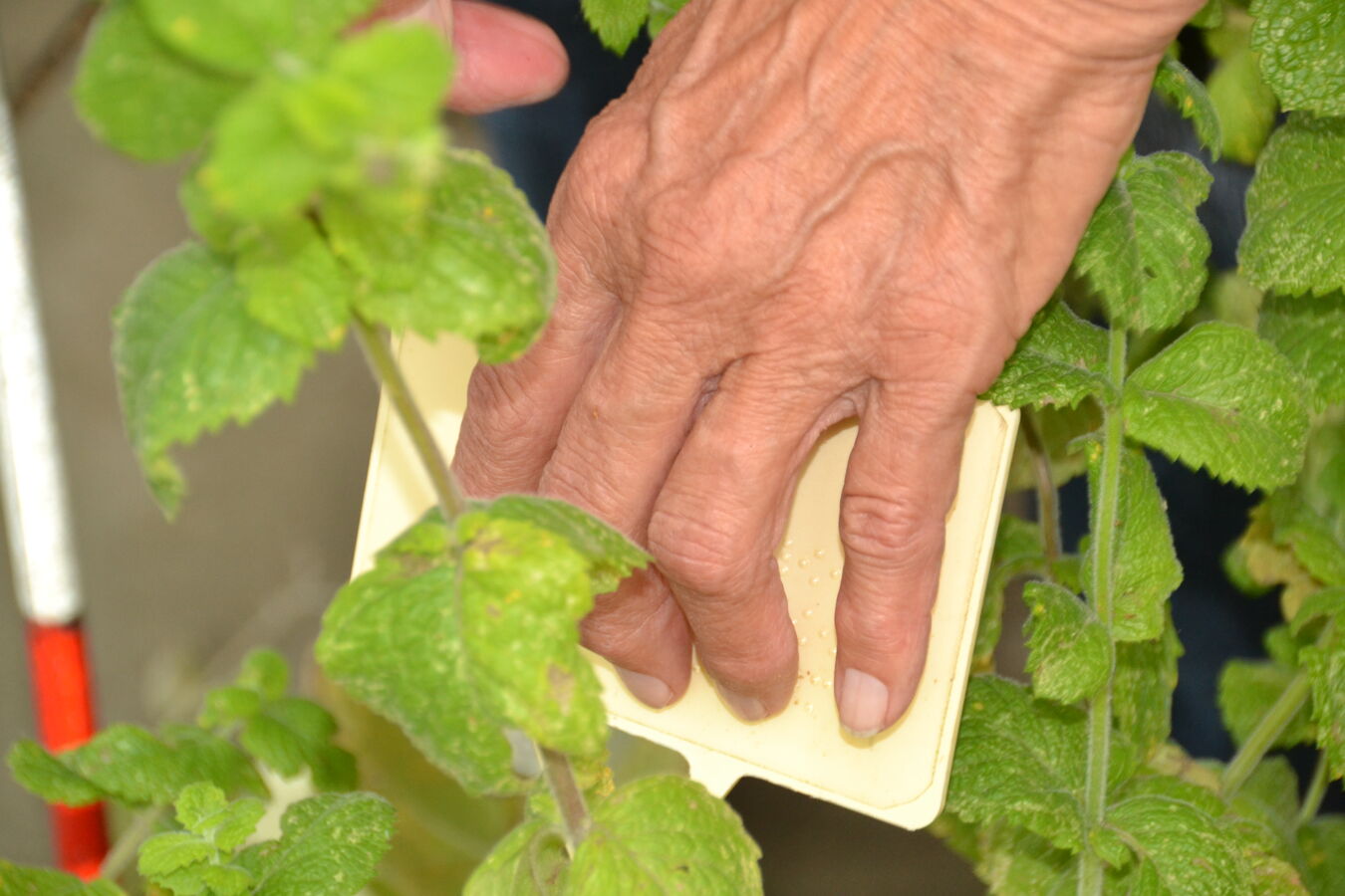 Beschilderung in Brailleschrift im Botanischen Blindengarten Radeb