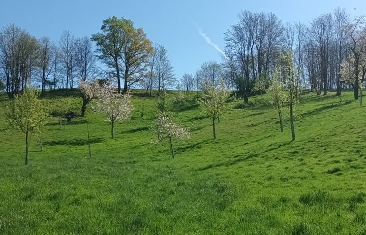 Blick auf den Baumbestand der Streuobstwiese Gnandstein.
