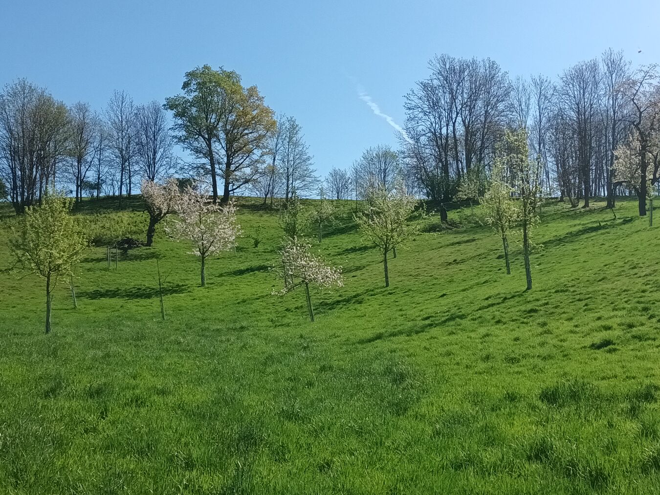 Baumbestand der Streuobstwiese Gnandstein
