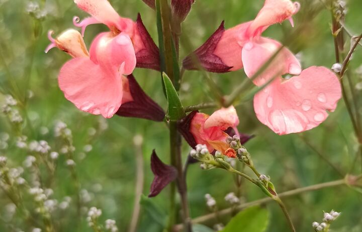 Blütendetail im Botanischen Blindengarten Radeberg,
Foto: Botanischer Blindengarten Radeberg