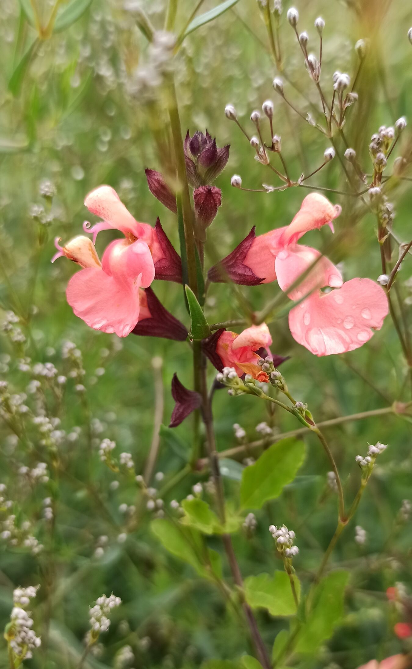 Blütendetail im Botanischen Blindengarten Radeberg