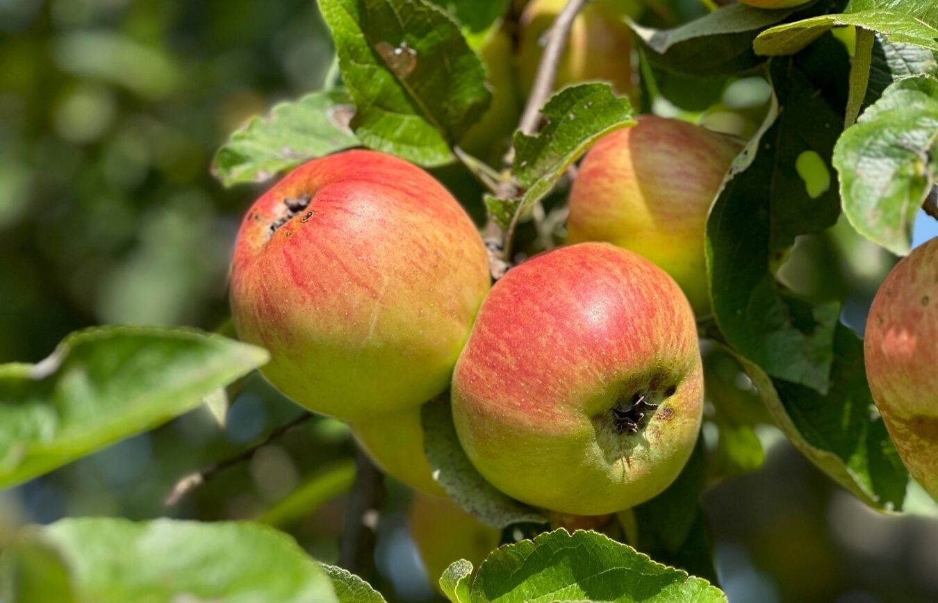 Streuobstwiese Köhra