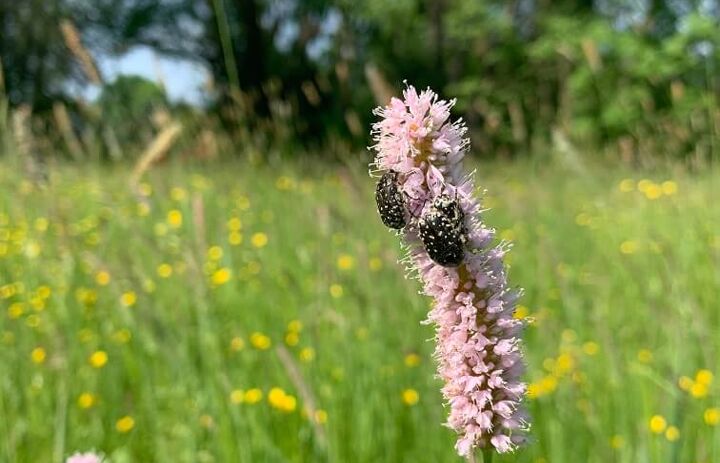 Käfer an einer Blüte.