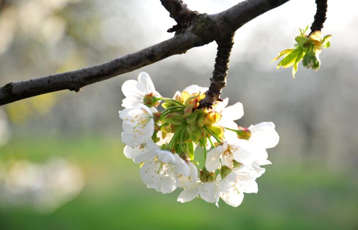Kirschblüte auf Streuobstwiese, Foto Stein