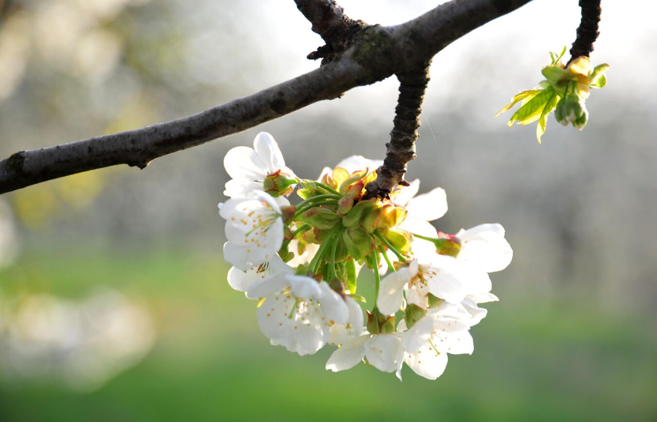 Kirschblüte