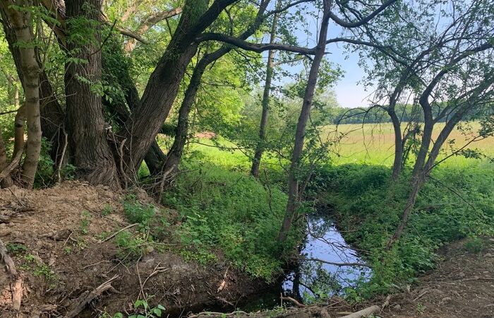 Foto eines Wassergrabens an einem Baum mit Wiese im Hintergrund.