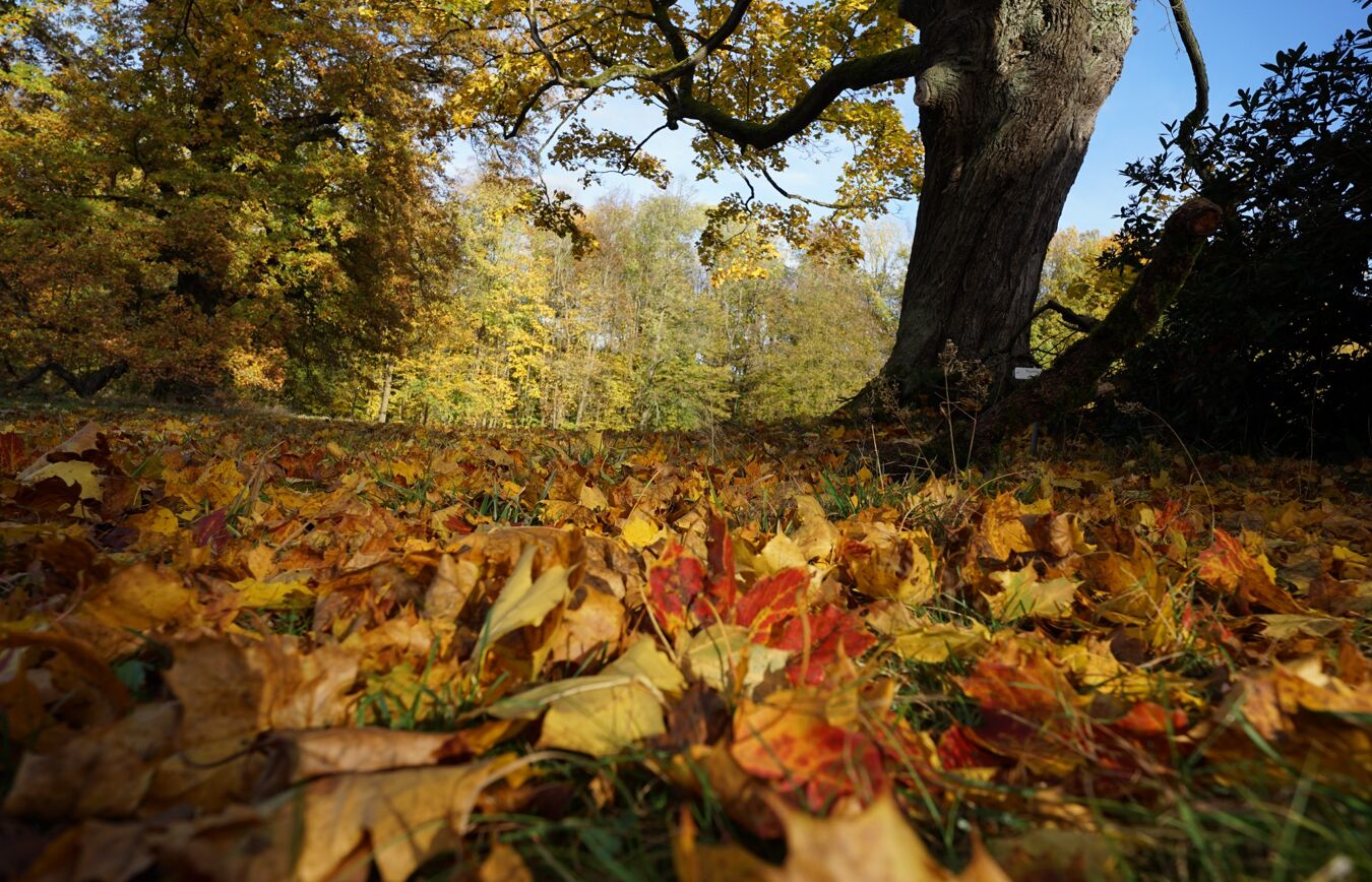 Herbststimmung im Schlosspark