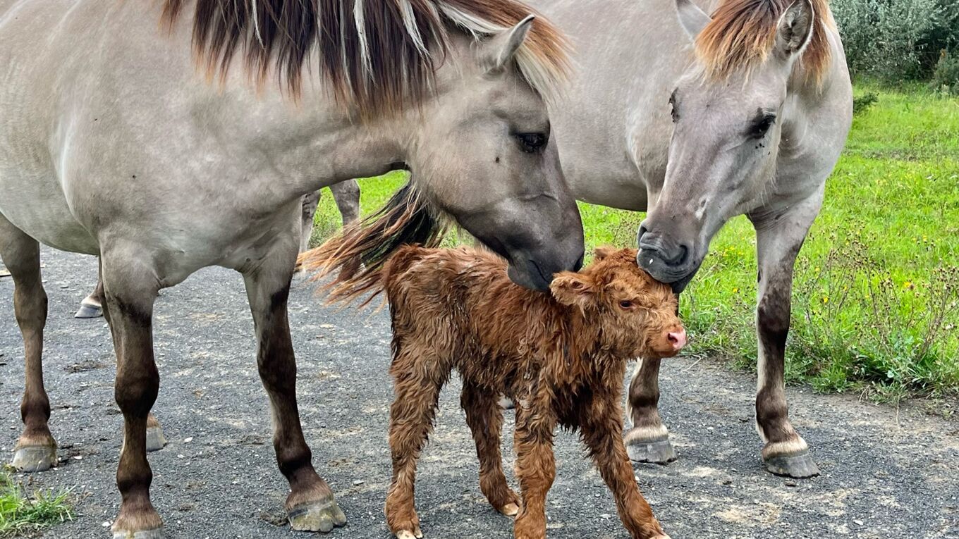 Grabschützer See (Nordsachsen): Erwachsene Koniks kümmern ich um neugeborenes Schottisches Hochlandrind  Foto: Anja Richter