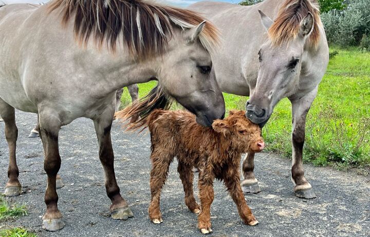 Grabschützer See (Nordsachsen): Erwachsene Koniks kümmern ich um neugeborenes Schottisches Hochlandrind  Foto: Anja Richter - Link: Grasen für den Naturschutz