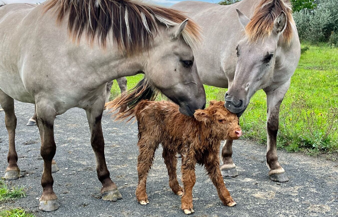 Koniks kümmern sich um neugeborenes Schottisches Hochlandrind