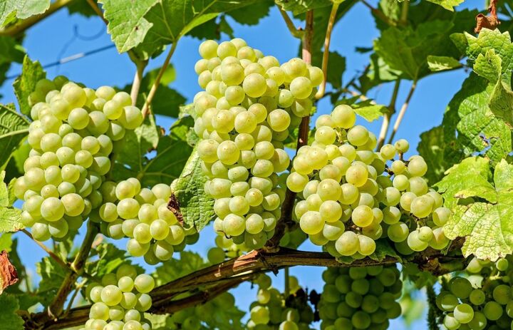 Link: Weinreben selbst ökologisch anbauen und bewirtschaften