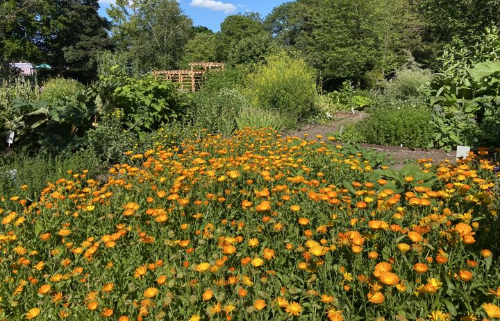 Blühaspekt im Botanischen Garten Chemnitz, 
Foto: Botanischer Garten Chemnitz