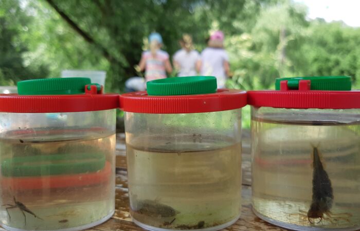 Drei mit Wasser gefüllte Becherlupen. Darin befinden sich Insekten und Insektenlarven.