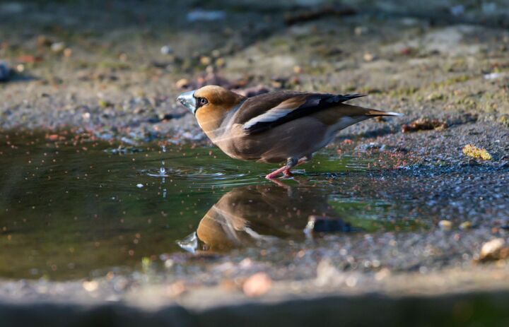 Kernbeißer an Wasserstelle, Quelle: www.baerbels-naturfotos.de