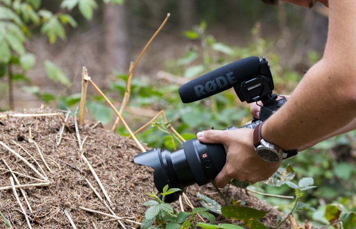 Eine Hand die eine Kamera auf einen Ameisenhügel hält. - Link: Umweltbildung digital - geht das?