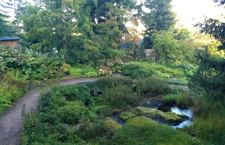 Moorbeet im Botanischen Garten Schellerhau,
Foto: Botanischer Garten Schellerhau