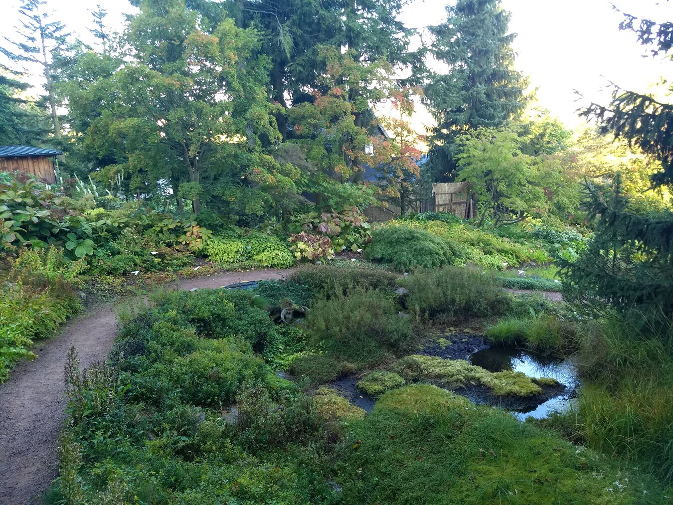 Moorbeet im Botanischen Garten Schellerhau