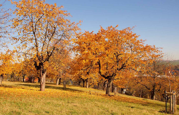 Aug einem Hügel stehen mehrer Laubbäume. Ihre Blätter sind herbstlich Orange gefärbt. Der Himmer ist wolkenklar.