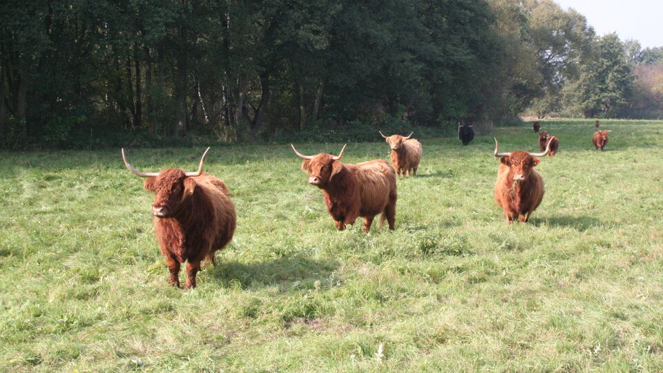 Hochlandrinder auf der Weide Wölpern.