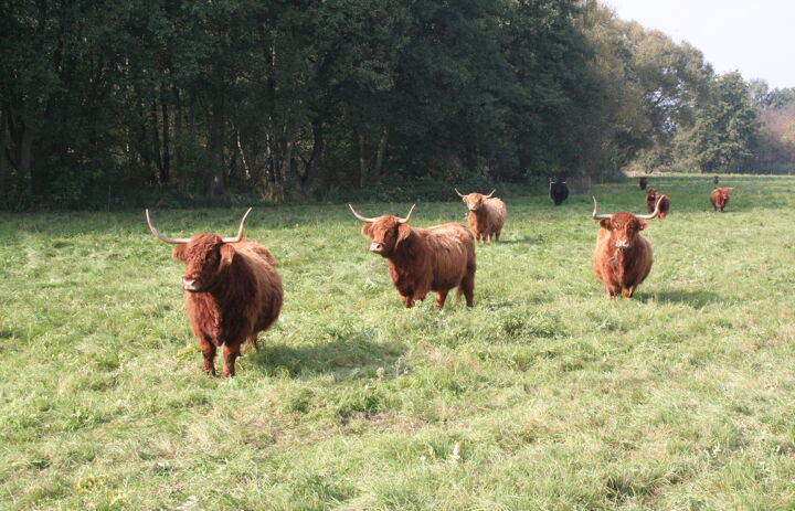 Hochlandrinder auf der Weide Wölpern.