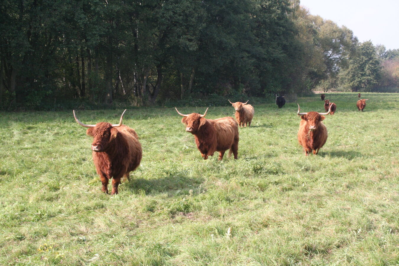 Hochlandrinder1