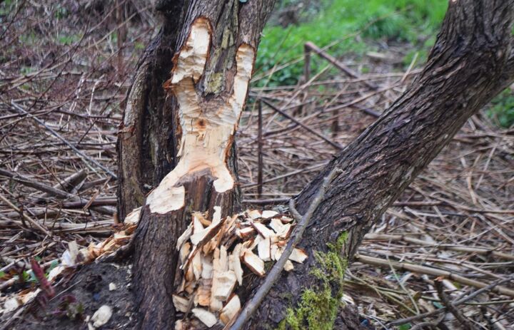 Biberabbiss im Schlosspark Wechselburg.