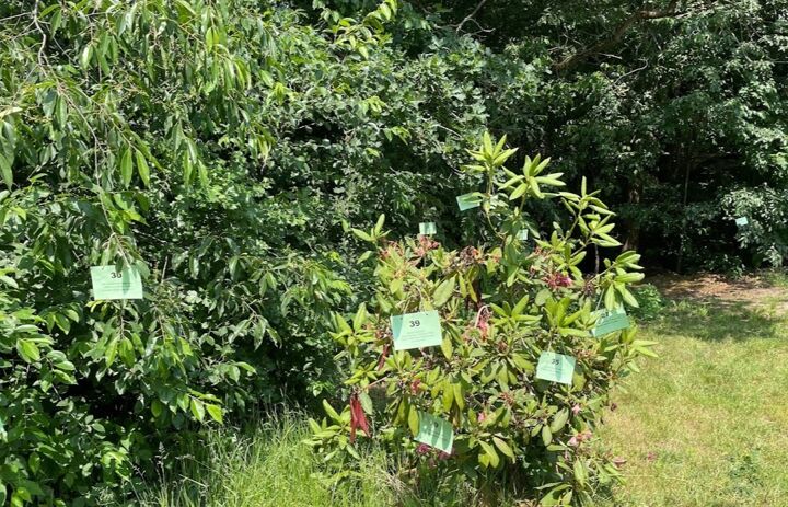 Link: Waldlernrallyes – entwerfen, organisieren und durchführen  2026