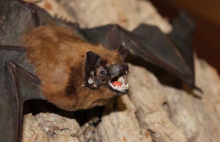 Link: Artenkenntnis: Fledermäuse