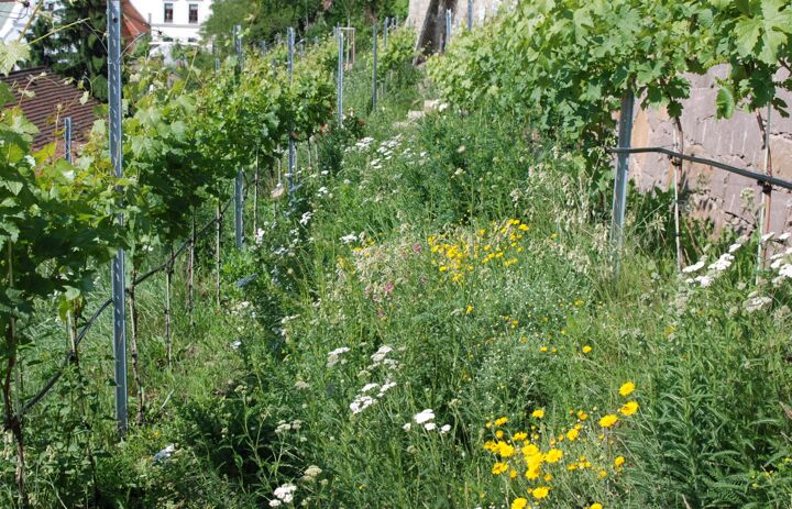 Auf dem ökologischen Weinberg am Burgberg in Meißen wird eine Blütenvielfalt zugelassen. So leben hier mehr als 39 Wildbienenarten.