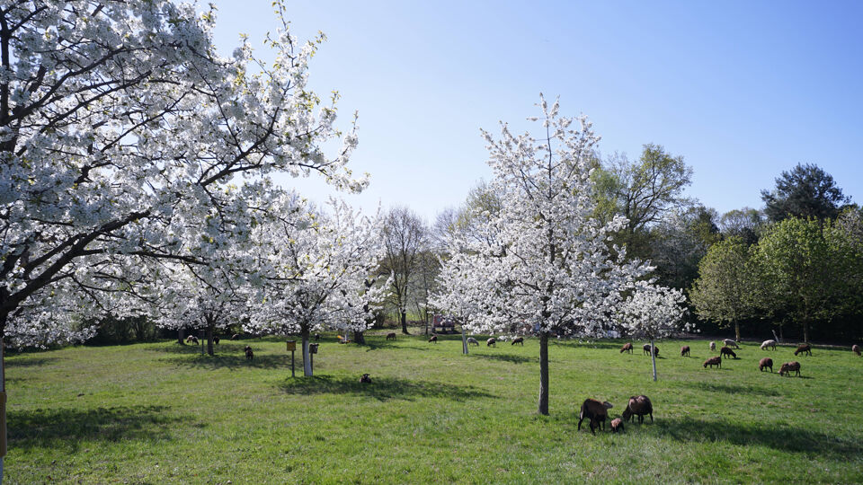 Blick auf die blühende und mit Schafen bestandene Streuobstwiese Trebsen.