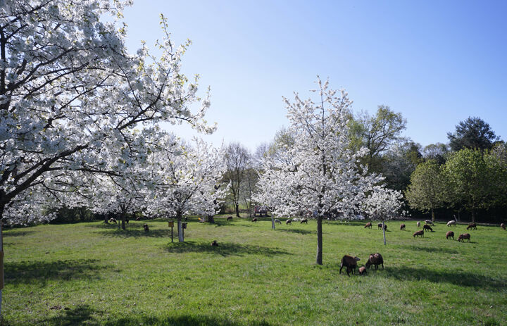 Blick auf die blühende und mit Schafen bestandene Streuobstwiese Trebsen.