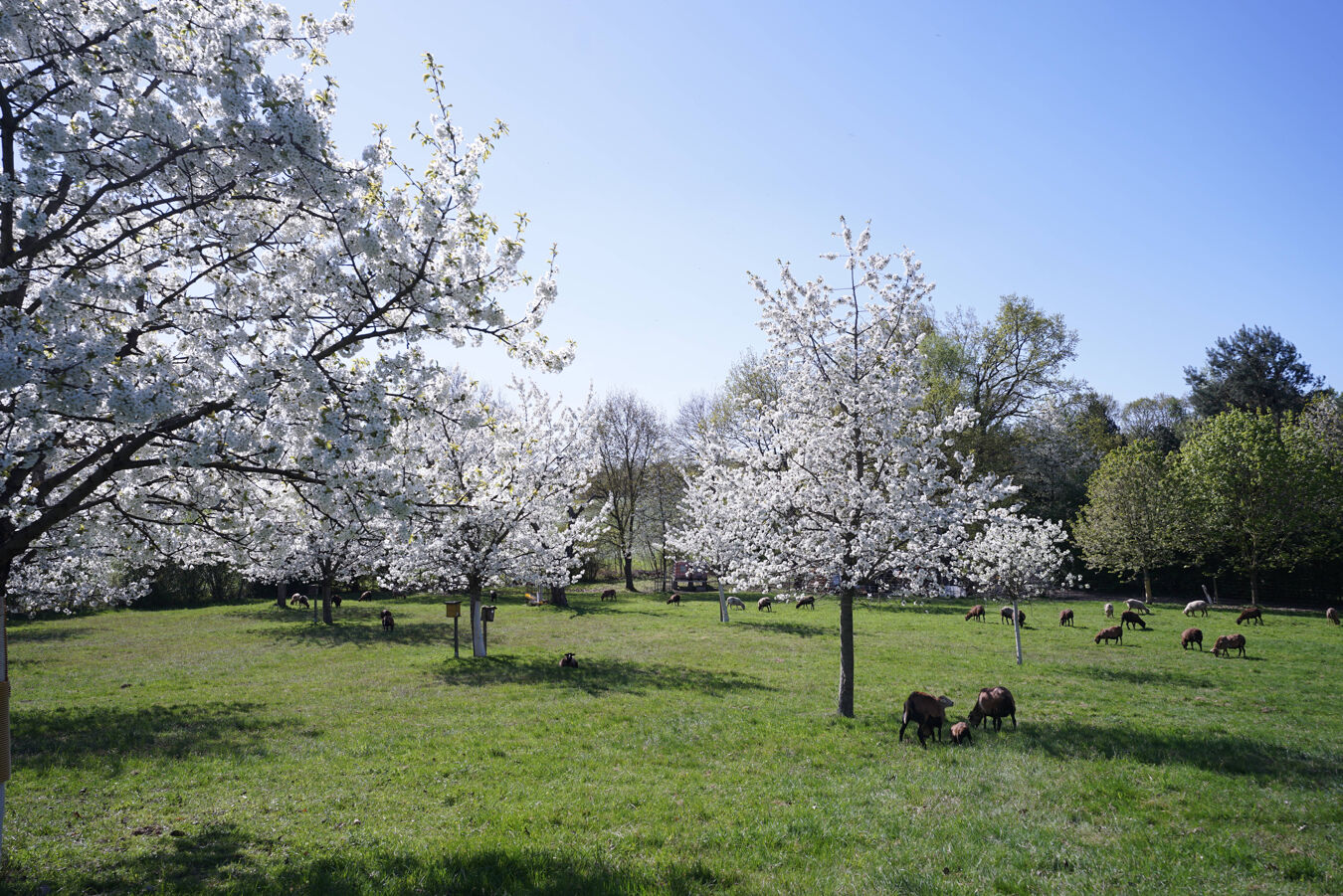Obstbluete Trebsen
