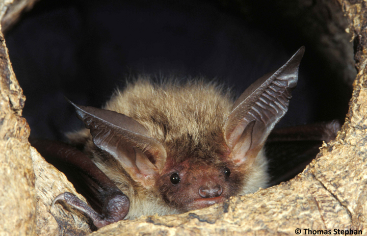 Bechsteinfledermaus schaut aus Baumhöhle heraus. Foto: Thomas Stephan