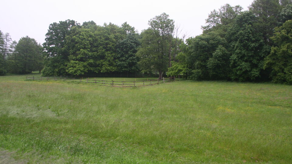 Wiese mit Weidegatter im Hintergrund.