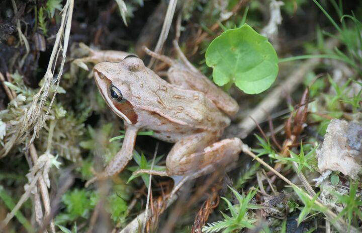 Link: JuNa-Artenforscher*innen-Camp "Amphibienschutz"