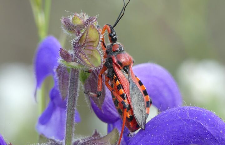 Link: JuNa-Artenforscher*innen-Camp "Insekten"